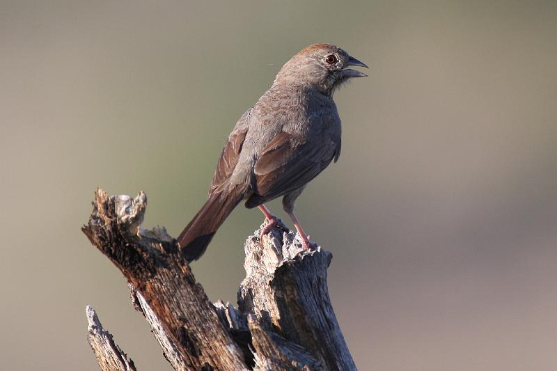 Canyon Towhee FtDavis Aug08 157.jpg